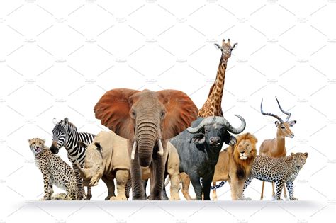 Group of African safari animals toge | High-Quality Animal Stock Photos ~ Creative Market