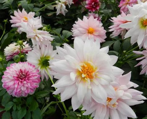 Planting Dahlia Seeds: 9 Easy Tips to Grow Dahlias from Seed