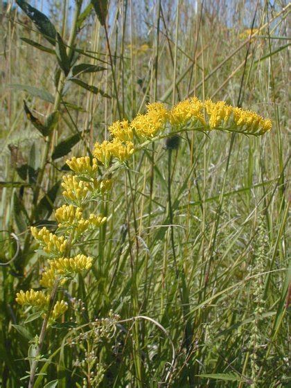 Field Goldenrod (Solidago nemoralis)