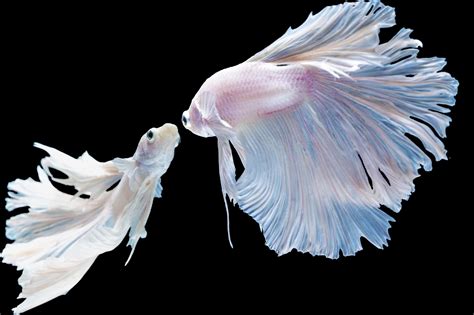 Types of White Fish: 12 Different Aquarium Fish That Are White - A-Z Animals