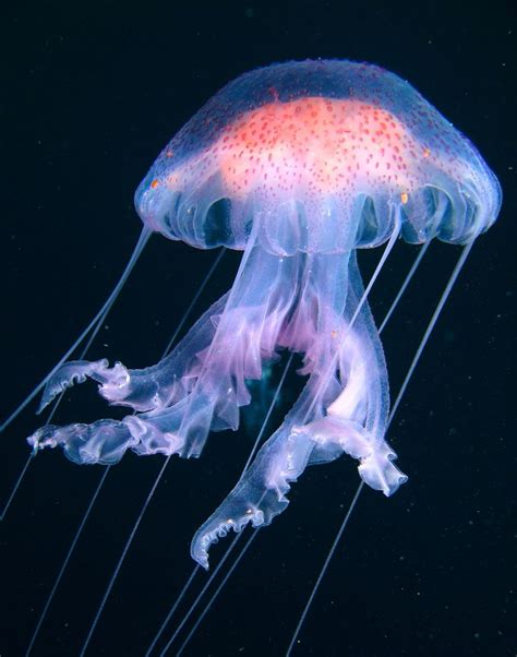 Pacific Sea Jellyfish | Jellyfish art, Jellyfish pictures, Jellyfish painting