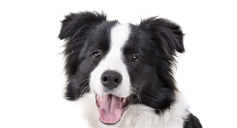 Border Collie Names - 350 Ideas Perfect For Clever Collies