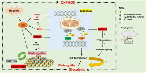 Mitophagy and metabolic reprogramming in cancer. Dysfunction of ...