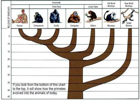 Gorilla Family Tree