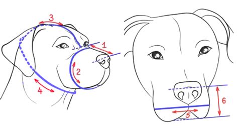 French Bulldog Wire Basket Dog Muzzles Size Chart French Bulldog | Dog Breeds Picture