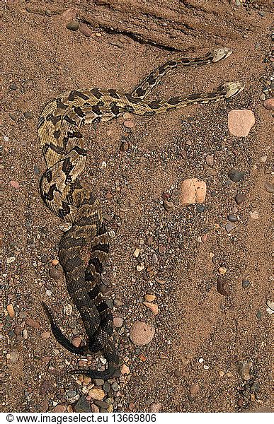 Timber Rattlesnakes (Crotalus horridus) have a range from New Hampshire south to Texas. The ...