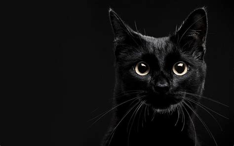 Black Cat Desktop Wallpapers - Top Free Black Cat Desktop Backgrounds - WallpaperAccess