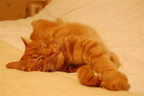 3840x2160 resolution | orange tabby cat, cat, sleeping HD wallpaper | Wallpaper Flare