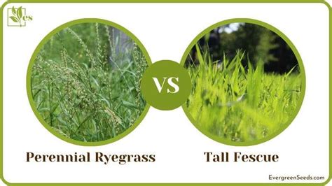 Perennial Ryegrass vs Tall Fescue: The Right Grass For Your Turf