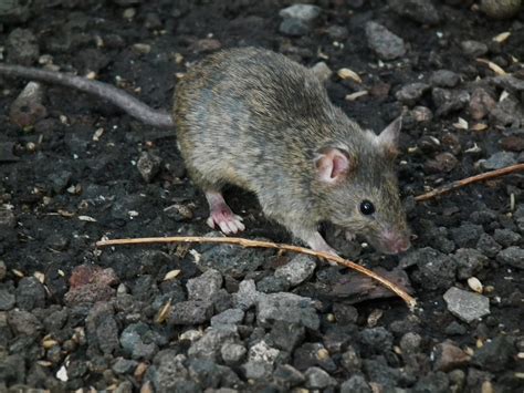 Mice numbers in the absence of mammal predators - Predator Free NZ Trust