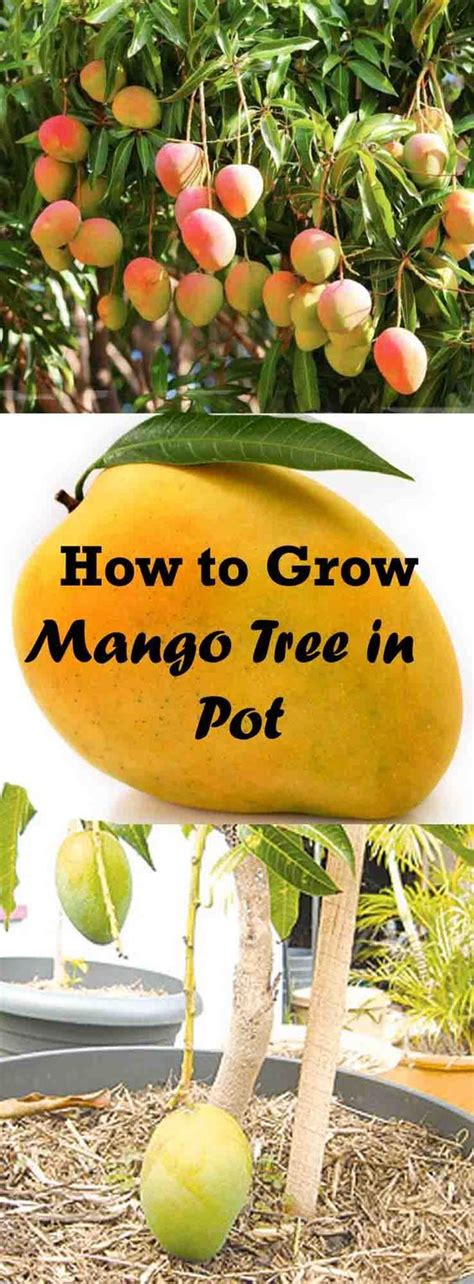 Mango Tree Root System - Tere Fruit