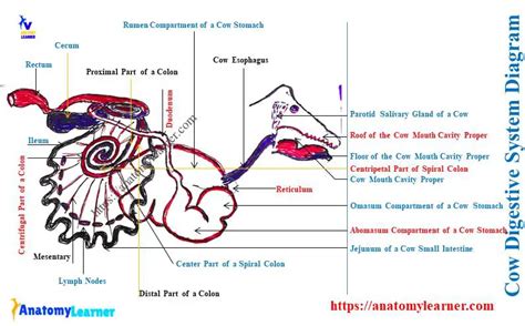 Cow Digestive System Diagram - Organs of Ruminant GI Tract » AnatomyLearner >> Veterinary ...