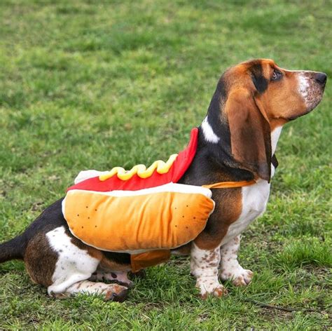 30 Best Dog Halloween Costumes - Cute Dog Costume Ideas