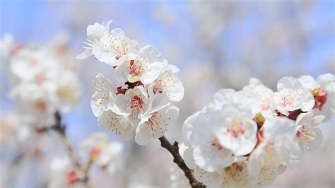 Apricot blossom: The fragrance and sweetness all bred by time - CGTN