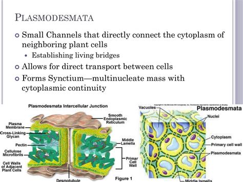 PPT - Plasmodesmata PowerPoint Presentation, free download - ID:2176567