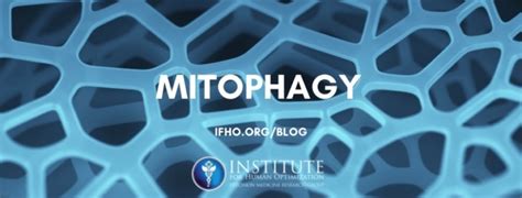 WHAT IS MITOPHAGY? - The Institute for Human Optimization