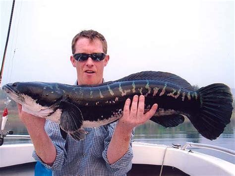 Giant Snakehead - Photo Gallery - Fishing Khao Lak