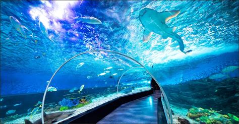 Manila Ocean Park - Discover The Philippines