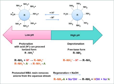 Weak basic anion exchange (WBA) resin functionality in dependence on... | Download Scientific ...