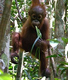 Basic Information - Biology Project: Orangutans