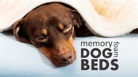 Best Memory Foam Dog Beds (4 Comfy Sleep Stations for Your Pup)