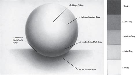 Drawing a Sphere Allows You to Draw All the Rounded Parts of the Face