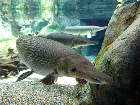 Alligator Gar swimming - Atractosteus spatula image - Free stock photo - Public Domain photo ...