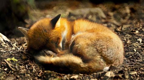 Cute Baby Foxes Wallpapers - Wallpaper Cave