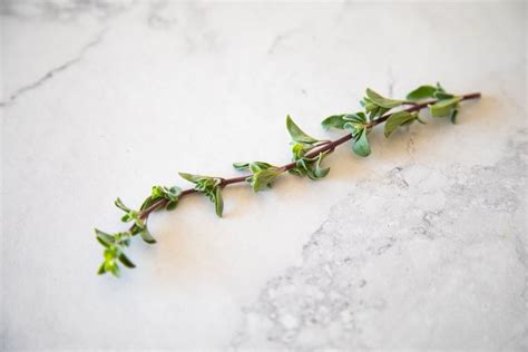 What Is Marjoram? Uses, Taste, and More