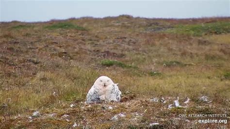 Timeline of the 2022 Snowy Owl Breeding Season