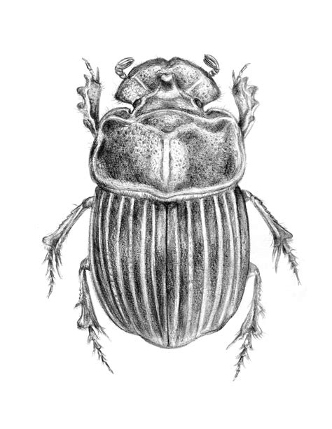 Dung Beetle Drawing at PaintingValley.com | Explore collection of Dung Beetle Drawing