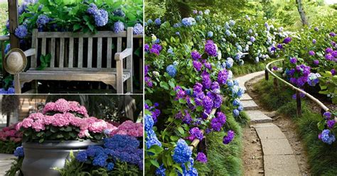 18 Excellent Landscaping With Hydrangea Ideas