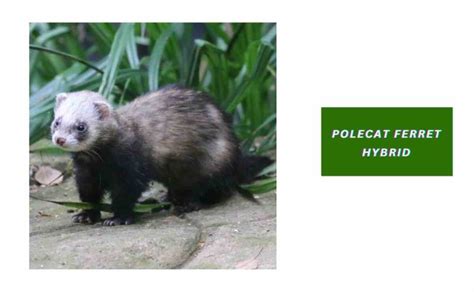 Polecat Ferret Hybrid - Are They Good As Pets? | Ferret Adviser