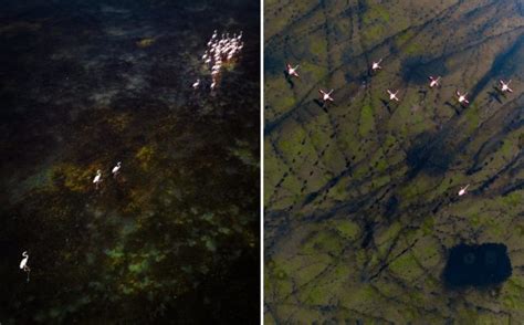 Aerial Photos Showcase the Annual Flamingo Migration that Transforms India's Pulicat Lake into a ...