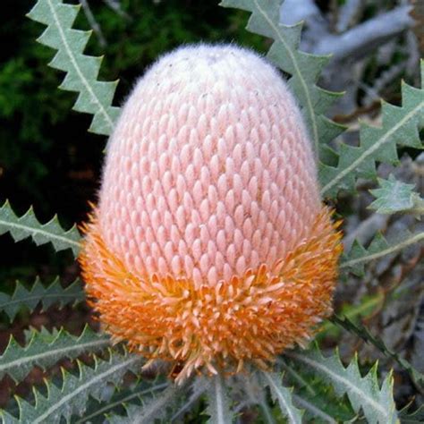 5 Seeds Banksia Victoriae Woolly Orange Banksia for Garden | Etsy