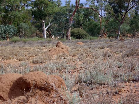 Photo of termite nests | Free australian stock images