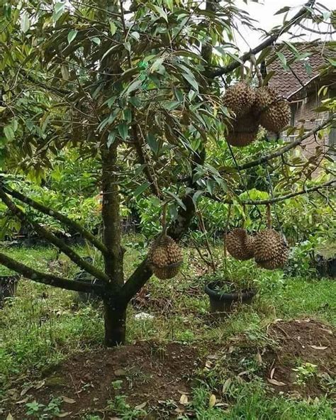 Contoh Gambar Pohon Durian – mosi