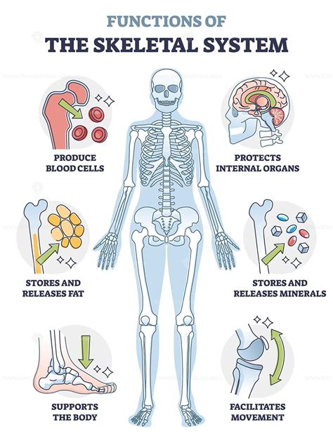 Functions of skeletal system or bone anatomical functionality outline diagram | Skeletal system ...