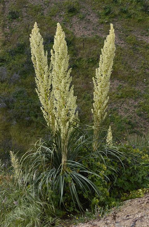 KNOW YOUR RARE PLANTS: Chaparral Nolina (Nolina cismontana) — San Diego Chapter