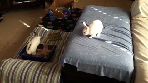 Bunnies Playing - YouTube