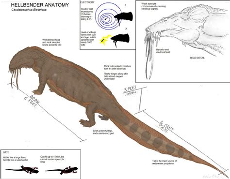 Hellbender Anatomy by Ashere on DeviantArt