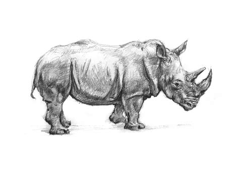 Rhinoceros Drawing Reference and Sketches for Artists