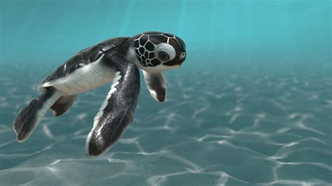 Baby Sea Turtle Wallpapers - 4k, HD Baby Sea Turtle Backgrounds on ...