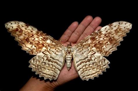 Thysania agrippina - Giant Owl Moth | Tatuagem, Mariposas, Borboletas