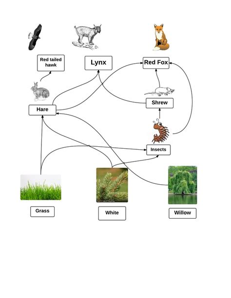Food Web - Taiga (Coniferous forest)