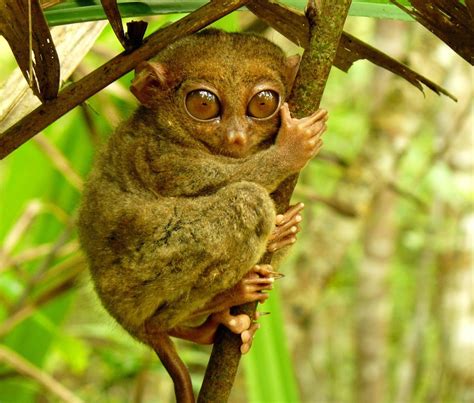 tarsier, Monkey, Primate, Eyes, Humor, Funny, Cute, 6 Wallpapers HD ...