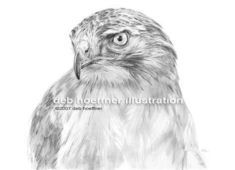 Drawing art of animals and portraits in realistic style of deb hoeffner