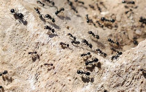 Little Black Ant Identification | A Guide To Common Ant Control