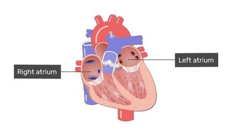 The four chambers of the heart and their functions | GetBodySmart