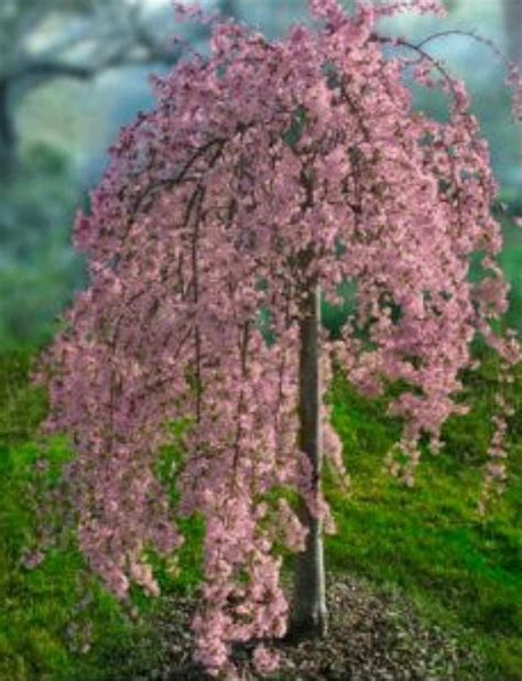 Weeping Flowering Cherry Tree Varieties : Flowering Cherry Trees: Grow an Ornamental Cherry ...